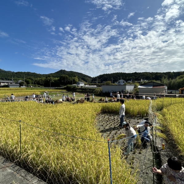 みんなで稲刈り