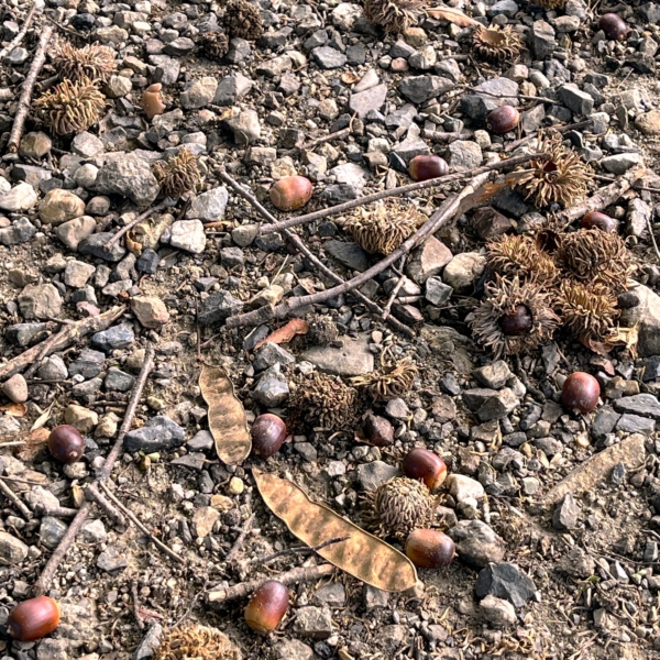 自然に親しむ～秋の自然を楽しもう！～