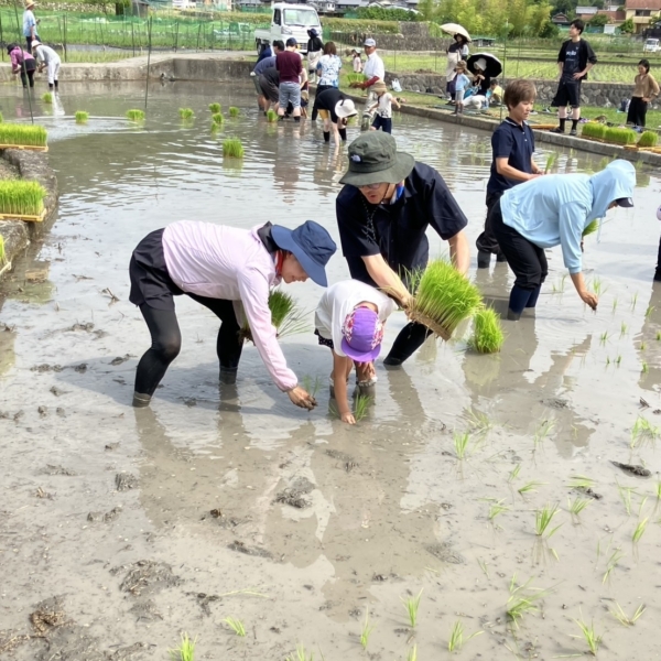 みんなで田植え