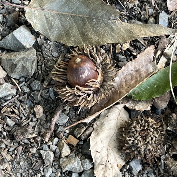 自然に親しむ～秋の自然を楽しもう！～